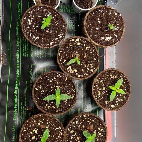 Spring '24 Grow growlog timeline photo