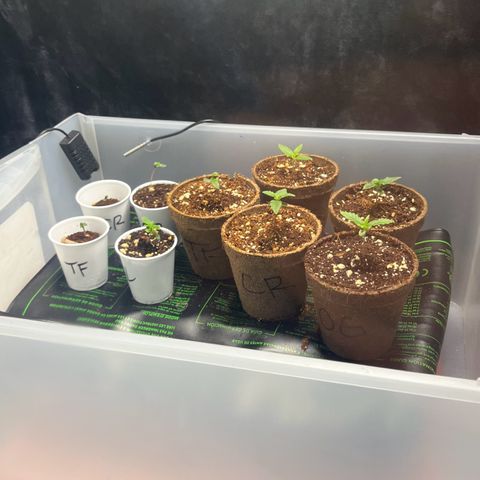 Spring '24 Grow growlog timeline photo