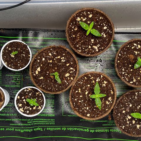 Spring '24 Grow growlog timeline photo