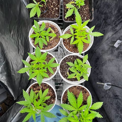 Spring '24 Grow growlog timeline photo