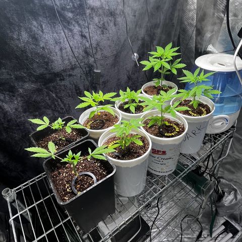 Spring '24 Grow growlog timeline photo