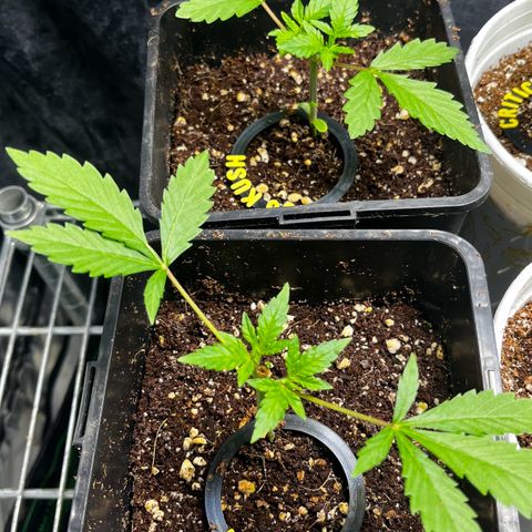 Spring '24 Grow growlog timeline photo
