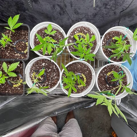 Spring '24 Grow growlog timeline photo