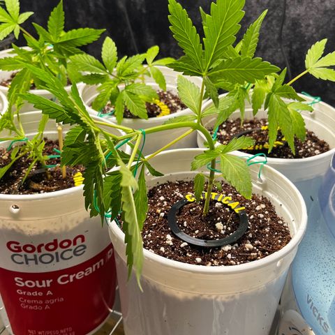 Spring '24 Grow growlog timeline photo