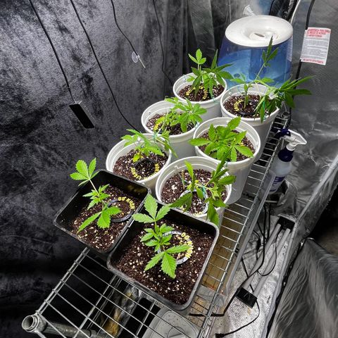 Spring '24 Grow growlog timeline photo