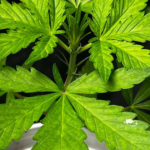 Spring '24 Grow growlog timeline photo