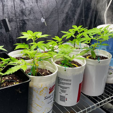 Spring '24 Grow growlog photo: Left them for a couple days; looking real nice.
