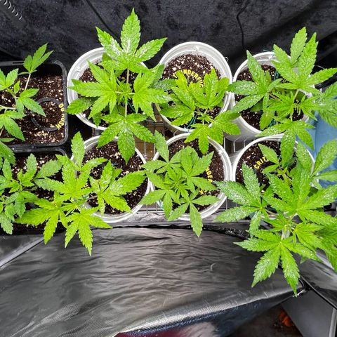 Spring '24 Grow growlog photo: Left them for a couple days; looking real nice.