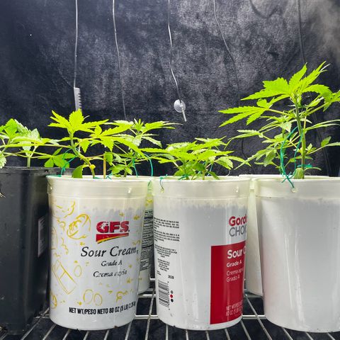 Spring '24 Grow growlog photo: Left them for a couple days; looking real nice.