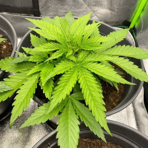 Pink Rozay #1 & #2 growlog timeline photo