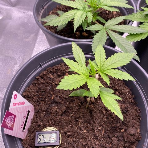 Pink Rozay #1 & #2 growlog timeline photo