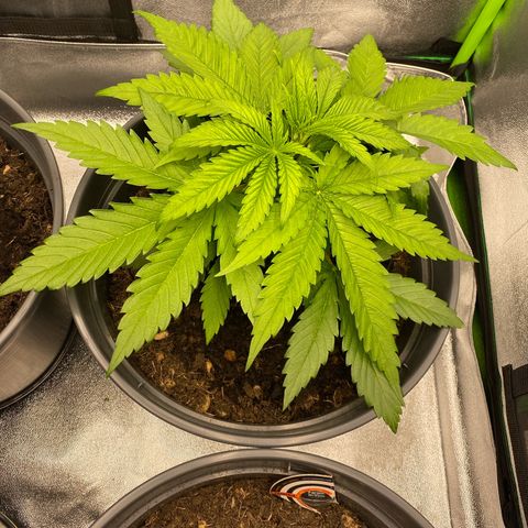 Pink Rozay #1 & #2 growlog timeline photo