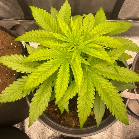 Pink Rozay #1 & #2 growlog timeline photo
