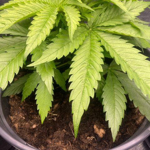 Pink Rozay #1 & #2 growlog timeline photo