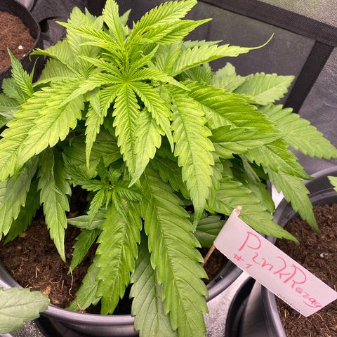 Pink Rozay #1 & #2 growlog timeline photo