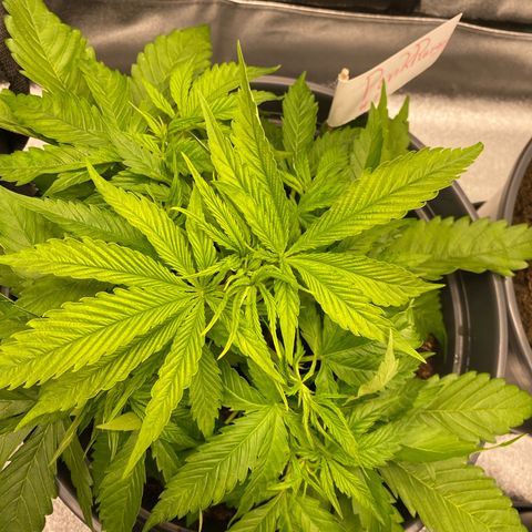 Pink Rozay #1 & #2 growlog photo: #1