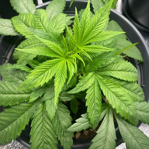 Pink Rozay #1 & #2 growlog photo: #2