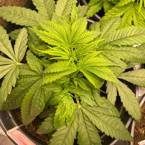 Pink Rozay #1 & #2 growlog photo: #2