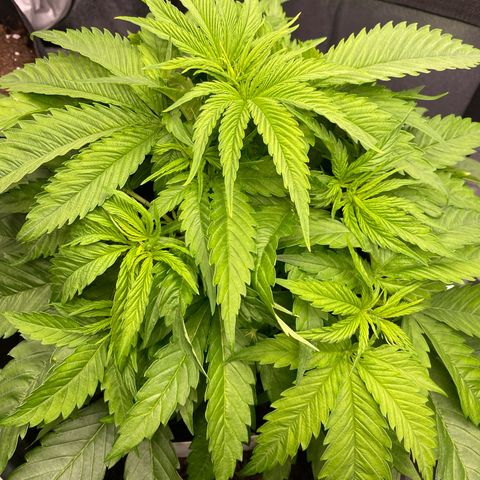 Pink Rozay #1 & #2 growlog photo: #1