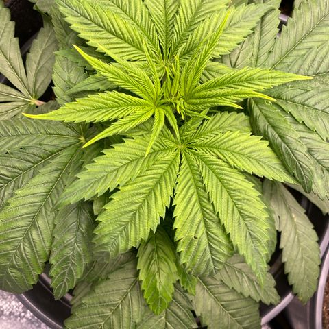 Pink Rozay #1 & #2 growlog photo: #2