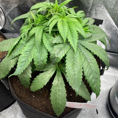Pink Rozay #1 & #2 growlog photo: #2