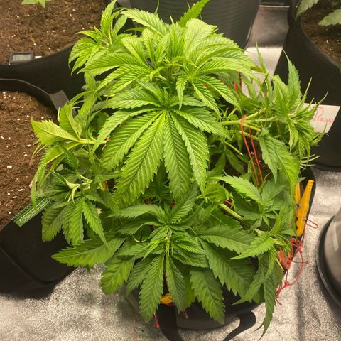 Pink Rozay #1 & #2 growlog photo: #1