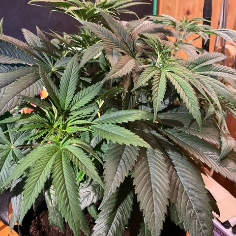 Pink Rozay #1 & #2 growlog photo: #2