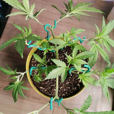 Royal Skywalker growlog timeline photo