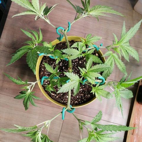 Royal Skywalker growlog timeline photo
