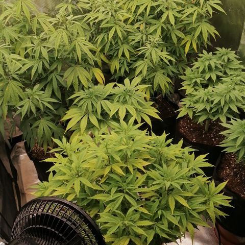 Royal Skywalker growlog timeline photo