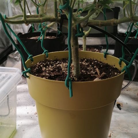 Royal Skywalker growlog timeline photo