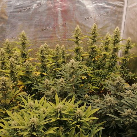 Royal Skywalker growlog timeline photo