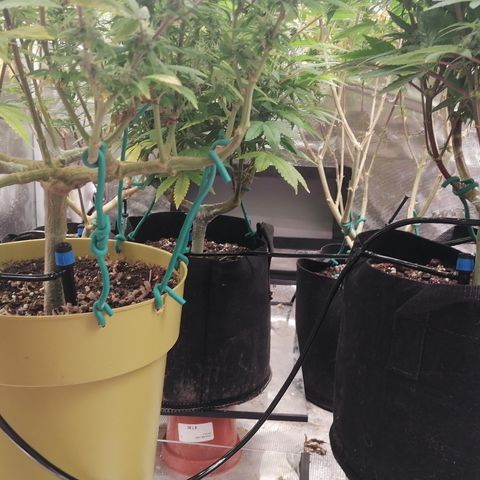 Royal Skywalker growlog timeline photo