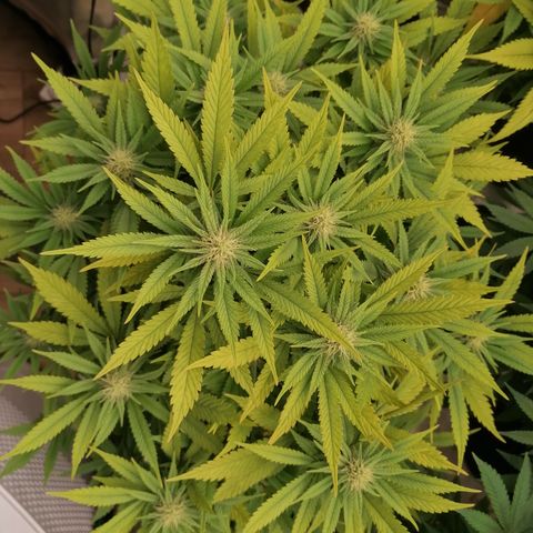 Royal Skywalker growlog timeline photo