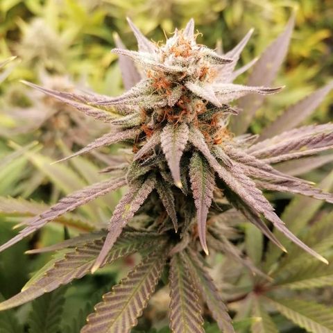 Royal Skywalker growlog timeline photo