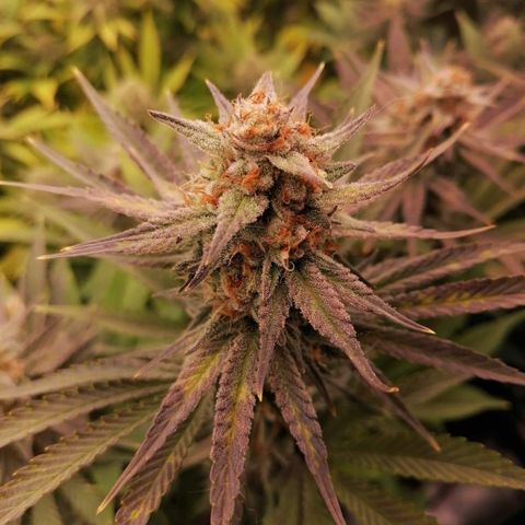 Royal Skywalker growlog timeline photo