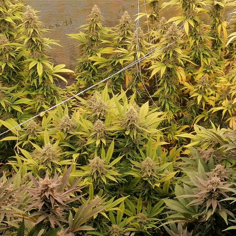 Royal Skywalker growlog timeline photo
