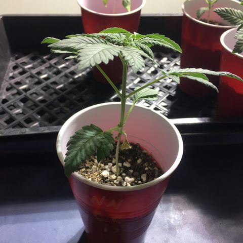 Cheesy Cuties growlog timeline photo