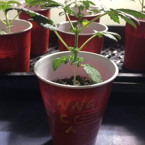Cheesy Cuties growlog timeline photo