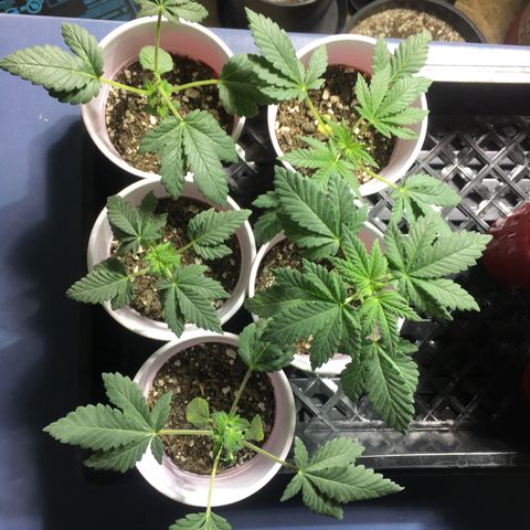 Cheesy Cuties growlog timeline photo