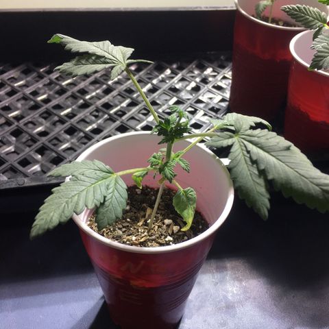 Cheesy Cuties growlog timeline photo