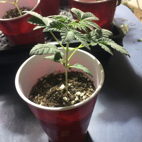 New Mexico Medical Seeds growlog timeline photo