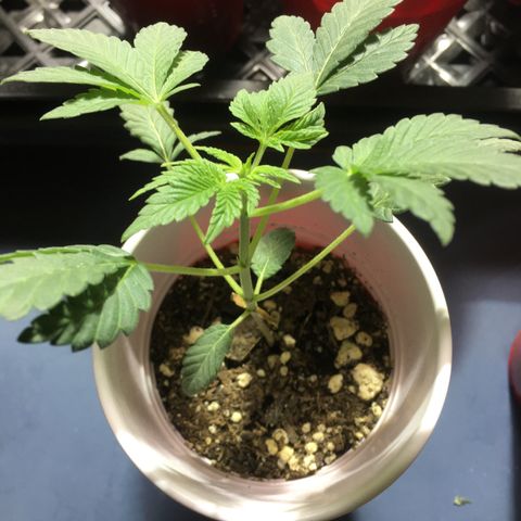New Mexico Medical Seeds growlog timeline photo