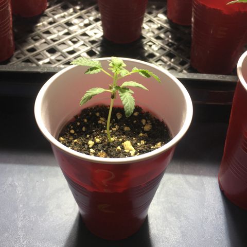 New Mexico Medical Seeds growlog timeline photo