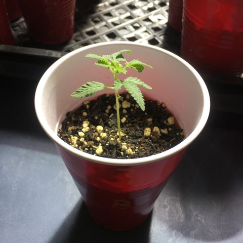 New Mexico Medical Seeds growlog timeline photo