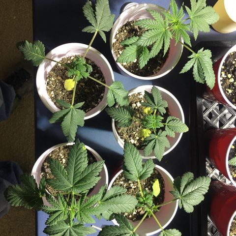 Cheesy Cuties growlog photo: Cheesy cuties with some nutrient burn