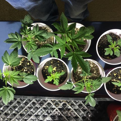 New Mexico Medical Seeds growlog timeline photo