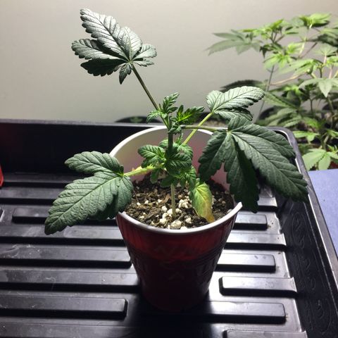 Cheesy Cuties growlog photo: Nasty Nature Genetics- Cheesy Cuties-A