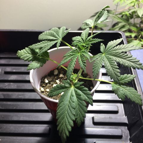 Cheesy Cuties growlog photo: Nasty Nature Genetics-Cheesy Cuties-B