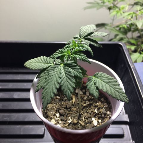Cheesy Cuties growlog photo: Nasty Nature Genetics-Cheesy Cuties-C